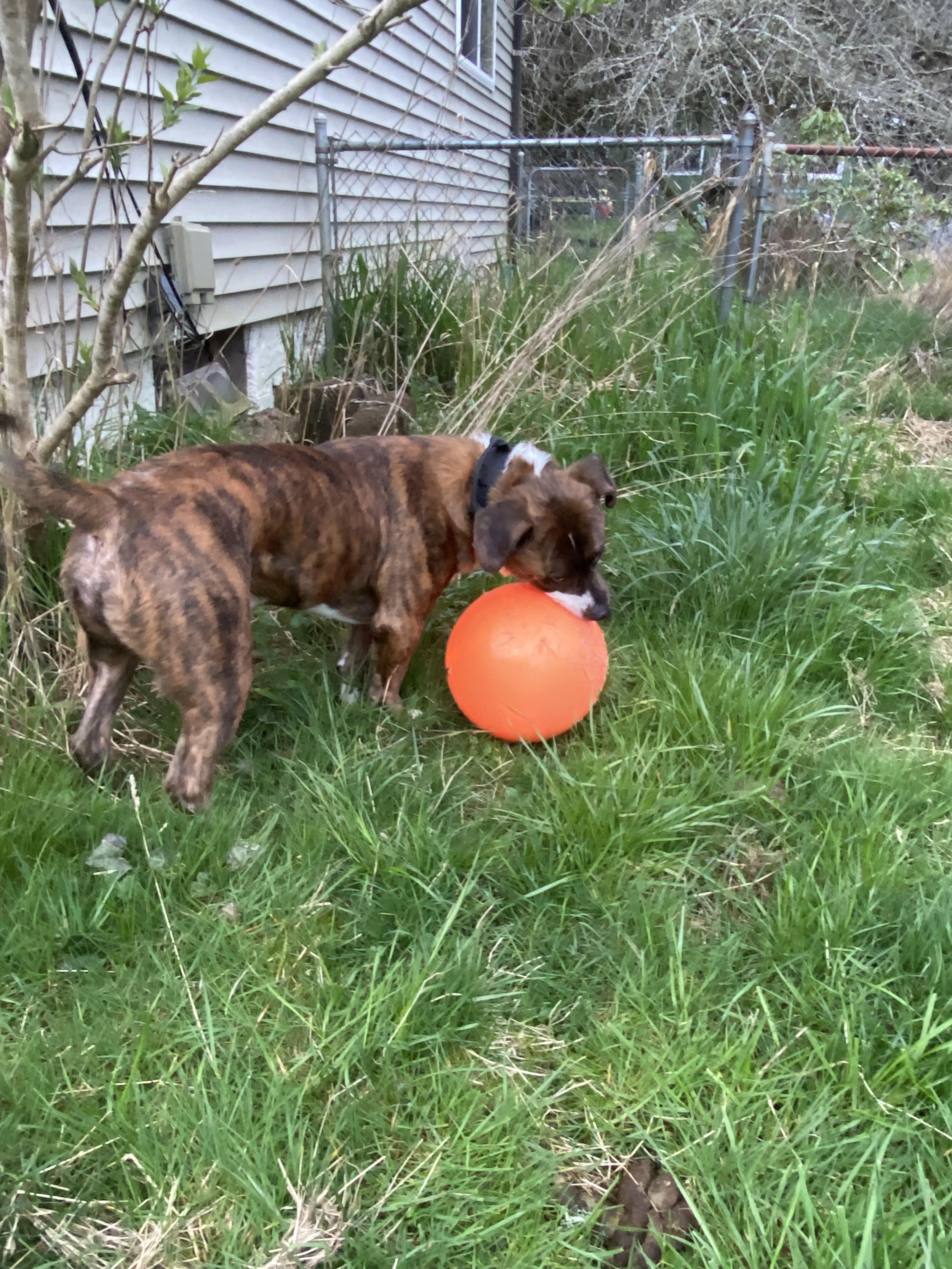 Fenrir, an adoptable Corgi, Pit Bull Terrier in Newport, OR, 97365 | Photo Image 2