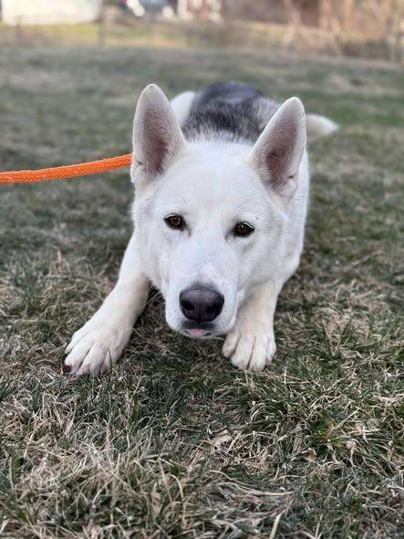 Enlarge Cooper, a Adoptable mixed breed in tannersville, PA image 2/2