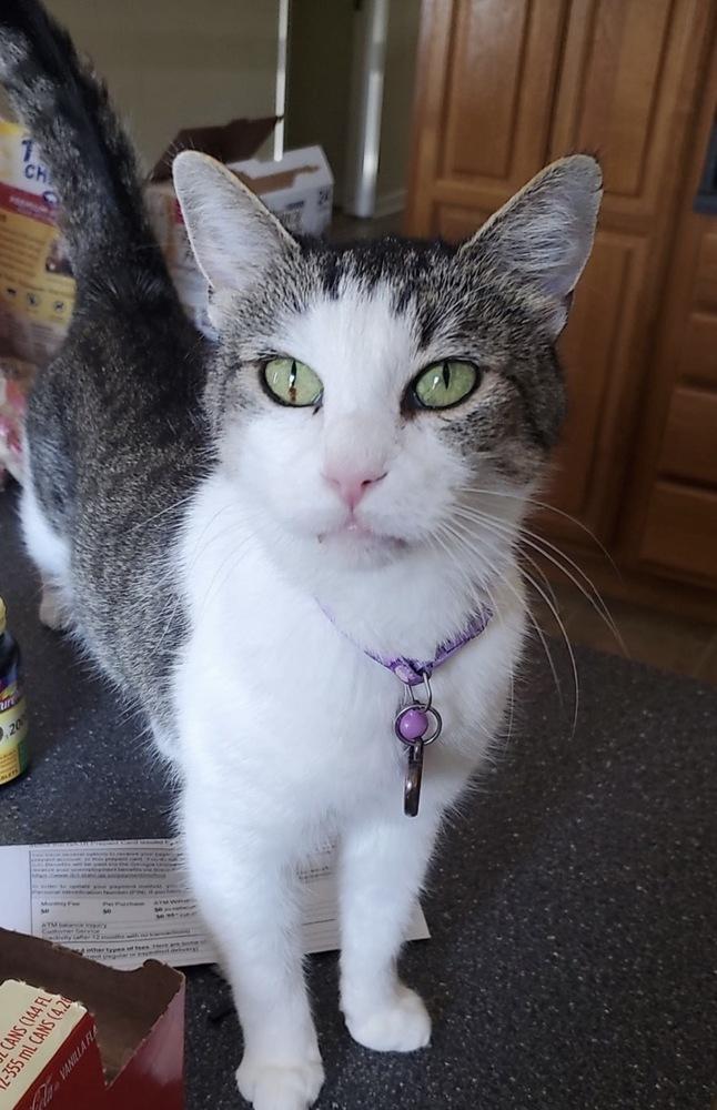 Enlarge Kirby Kat, a Adoptable mixed breed in Cedartown, GA image 1/1