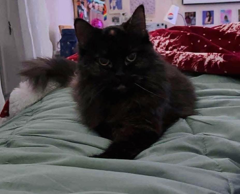 Harriet, an adoptable Domestic Long Hair in Brooks, ME, 04921 | Photo Image 2