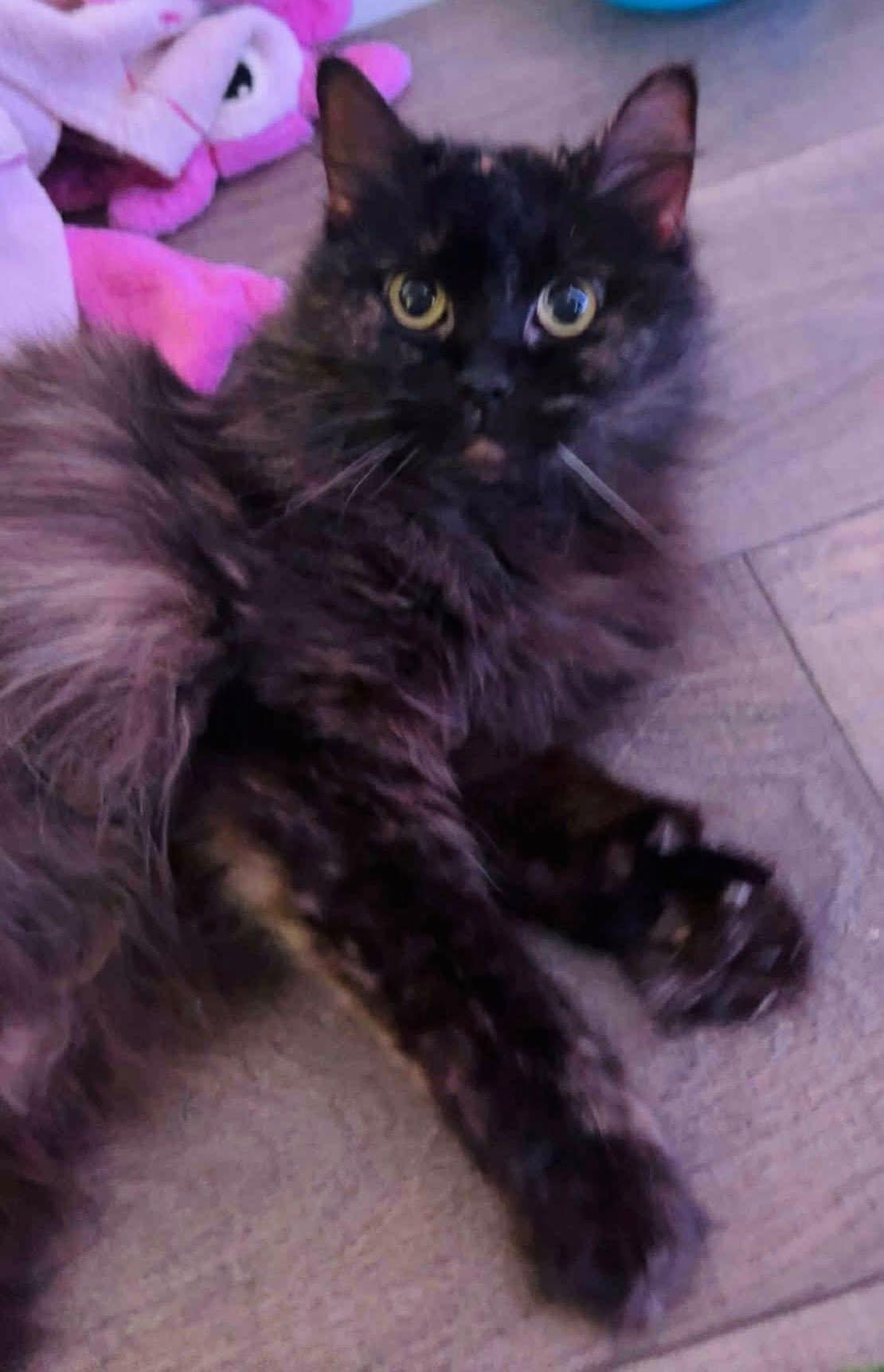 Harriet, an adoptable Domestic Long Hair in Brooks, ME, 04921 | Photo Image 3