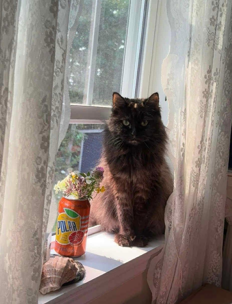 Harriet, Adoptable, Adult Female Domestic Long Hair.