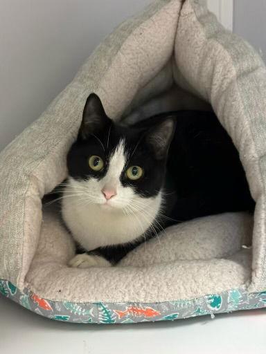 Enlarge Penguin, a Adoptable Domestic Short Hair in Alexandria, VA image 1/1