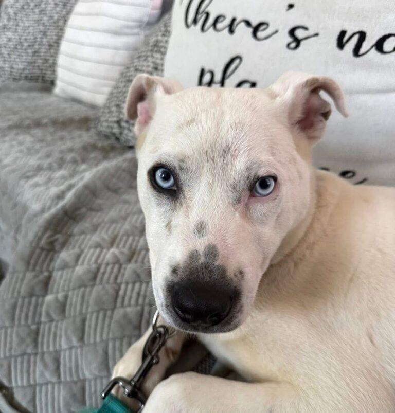 Nico, adopted, Young Male Mixed Breed.
