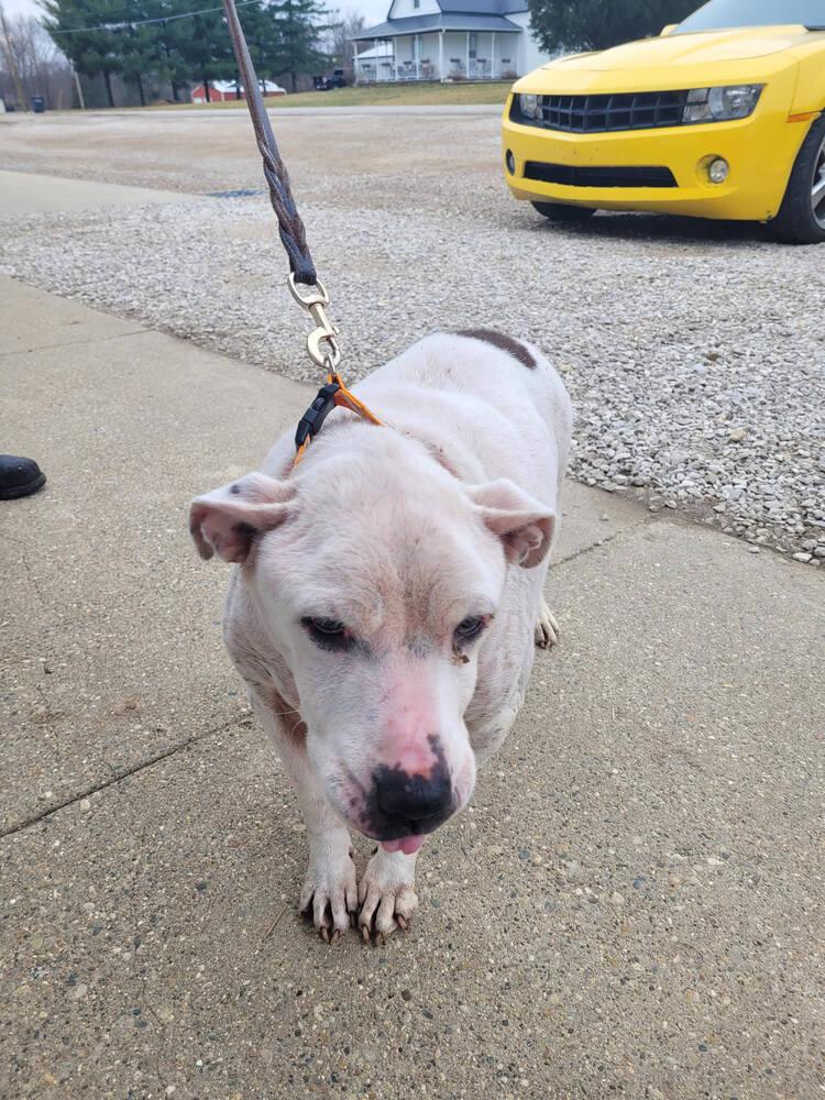 Enlarge Darma, a Adoptable mixed breed in Linton, IN image 2/3