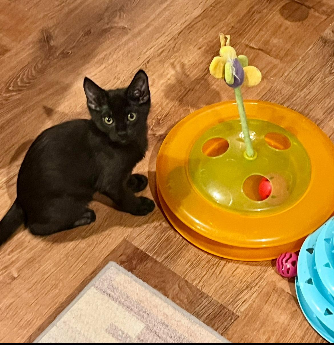 Enlarge Trooper, a Adoptable Domestic Medium Hair in Phoenix, AZ image 2/3