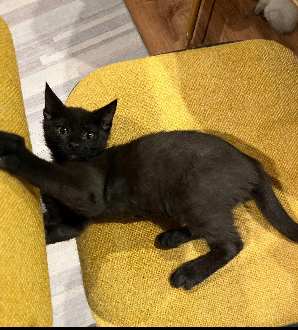 Enlarge Trooper, a Adoptable Domestic Medium Hair in Phoenix, AZ image 3/3