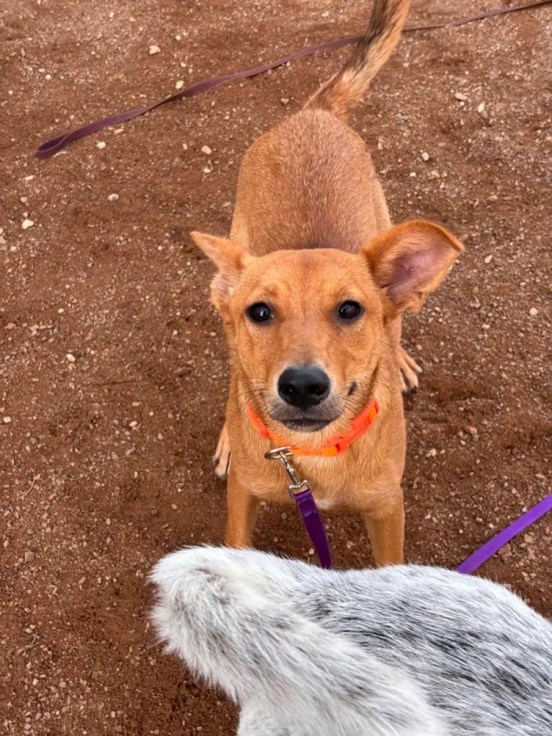 Enlarge Reeses, a Adoptable Mixed Breed in Hobbs, NM image 1/2