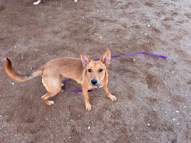 Enlarge Reeses, a Adoptable Mixed Breed in Hobbs, NM image 2/2