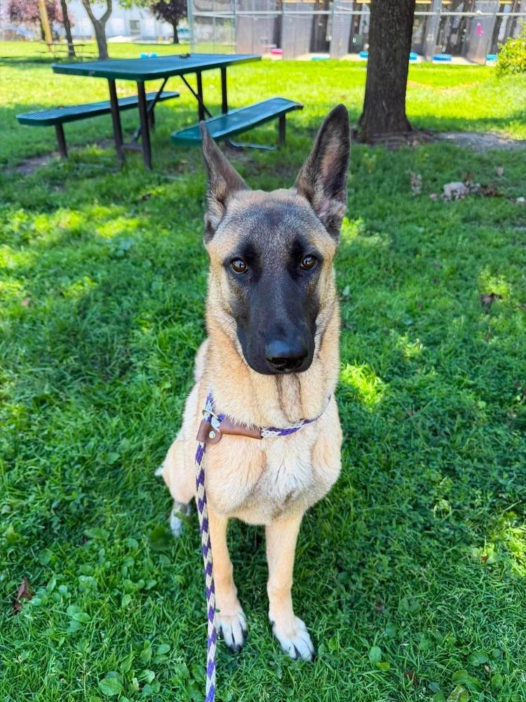 Twinkle, Adoptable, Adult Female German Shepherd Dog & Belgian Shepherd / Malinois.