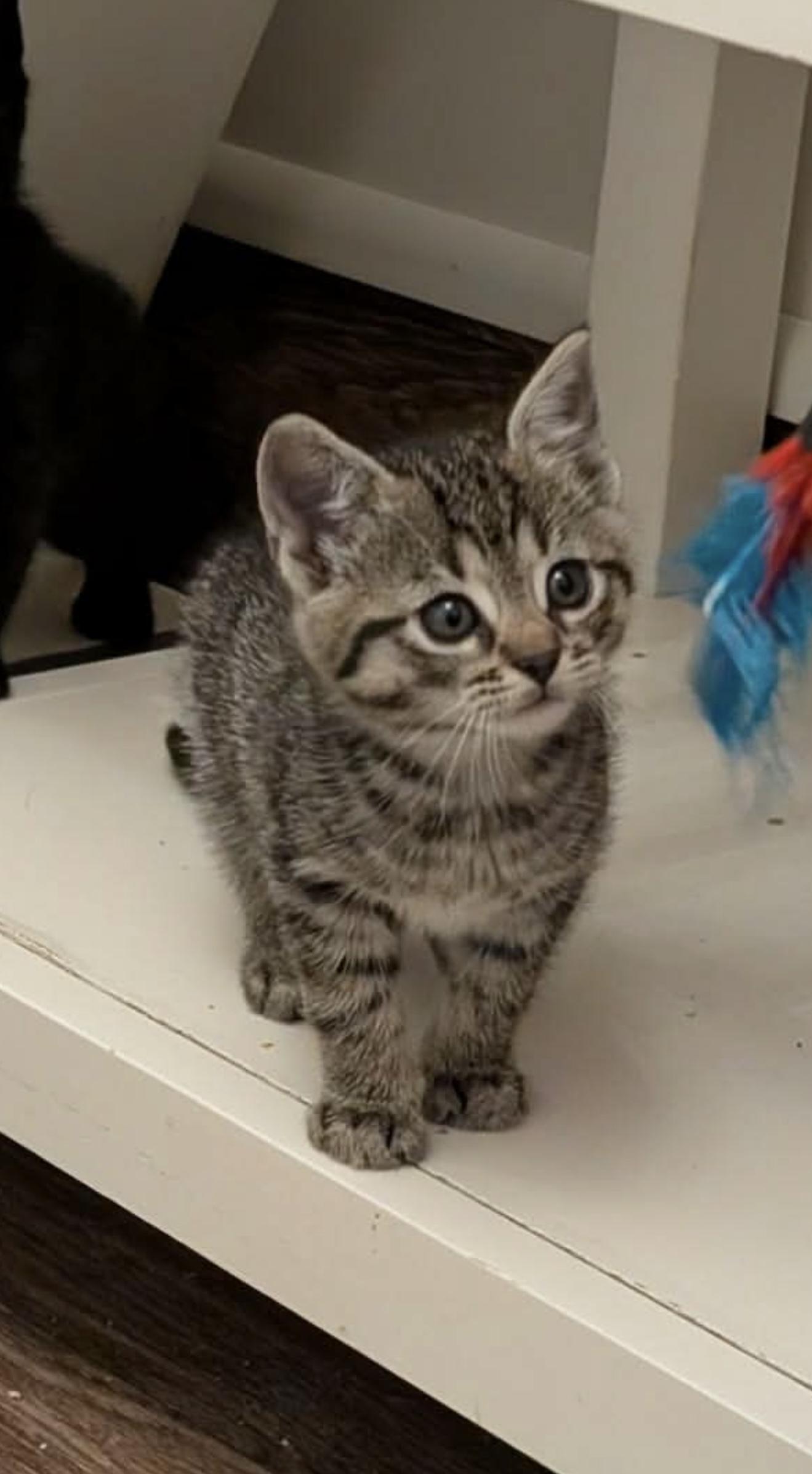 Gill, a Adopted Domestic Short Hair in Moncks Corner, SC image 2/2