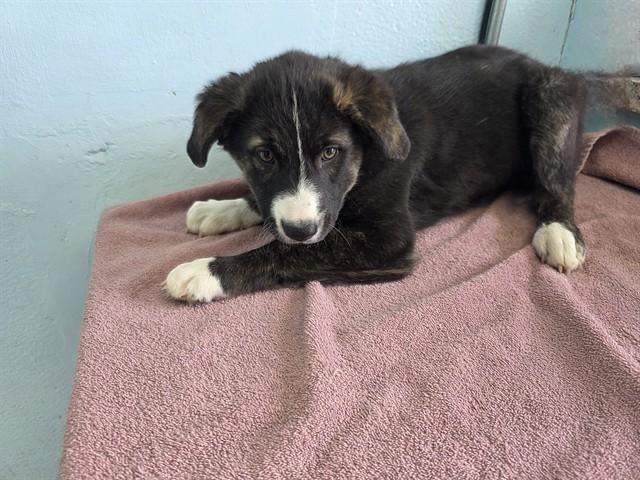 GINGER, Adoptable, Puppy Female English Springer Spaniel & Mixed Breed.