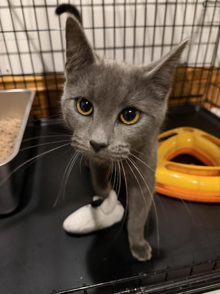 Vino, Adoptable, Adult Male Domestic Short Hair.