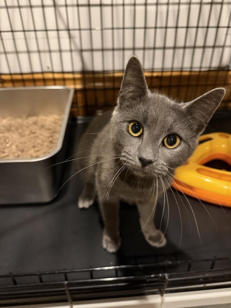 Vino, a Adoptable Domestic Short Hair in Emerald Isle, NC image 2/2