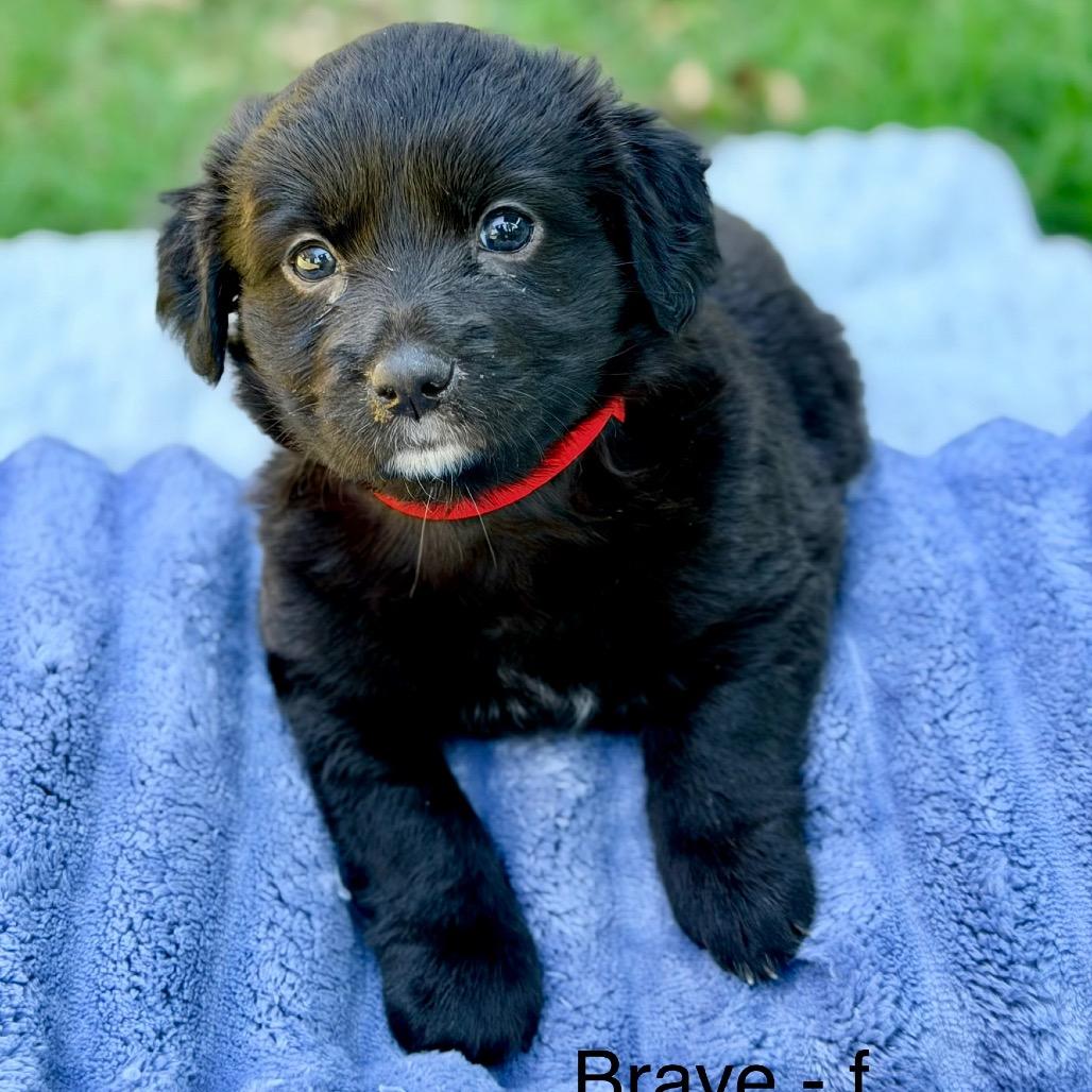 Brave (in PA), Adoptable, Puppy Female Mixed Breed.