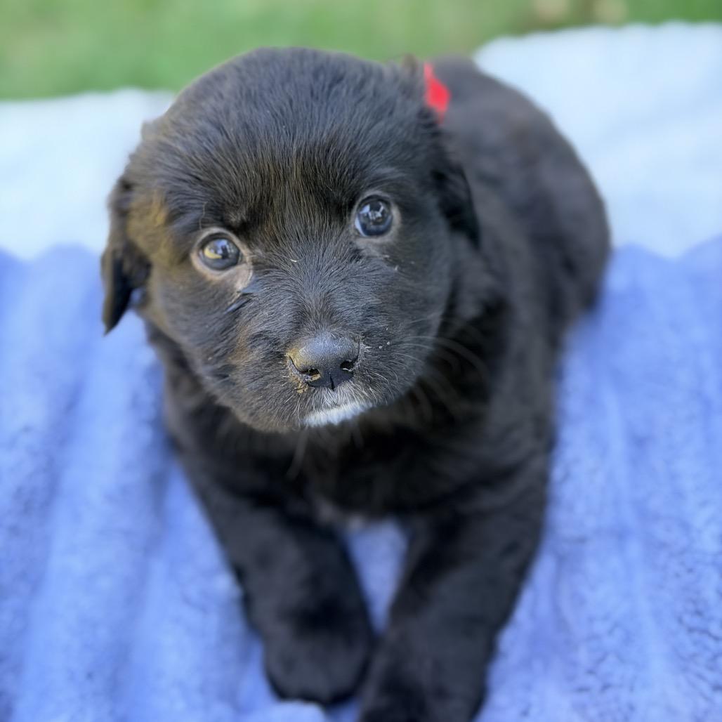 Brave (in PA), a Adoptable Mixed Breed in Shoemakersville, PA image 3/6