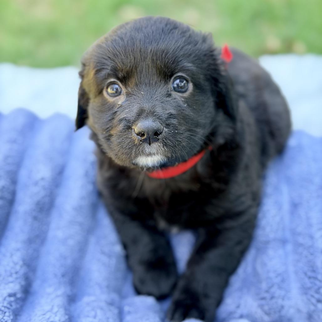 Brave (in PA), a Adoptable Mixed Breed in Shoemakersville, PA image 4/6