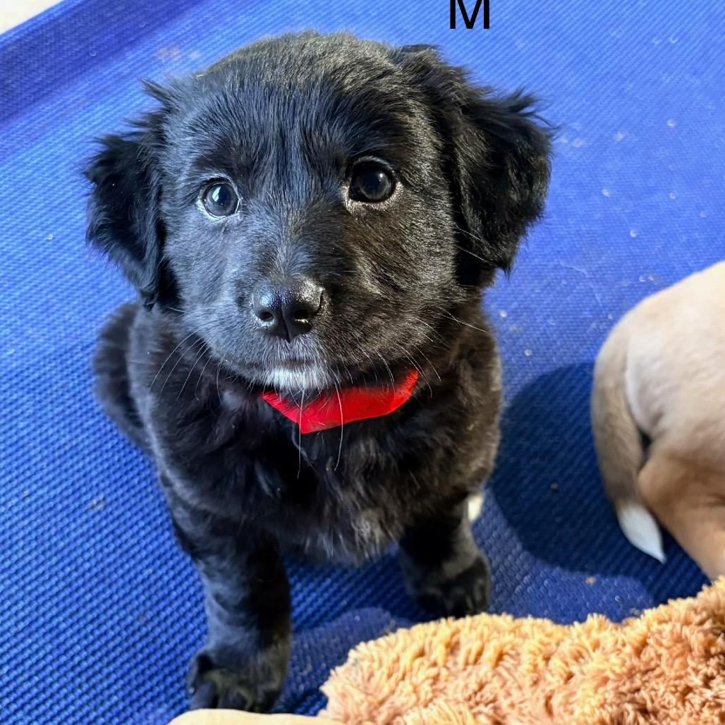 Brave (in PA), a Adoptable Mixed Breed in Shoemakersville, PA image 5/6