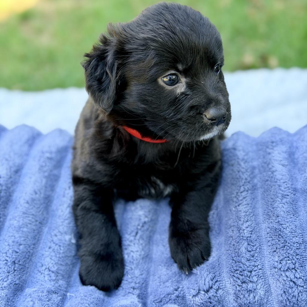 Brave (in PA), a Adoptable Mixed Breed in Shoemakersville, PA image 6/6