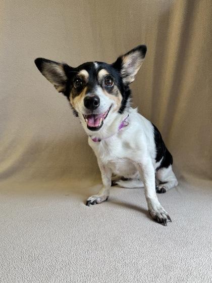 Celeste, adopted, Senior Female Chihuahua.