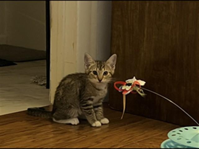 DOT, Adoptable, Kitten Female Domestic Short Hair.