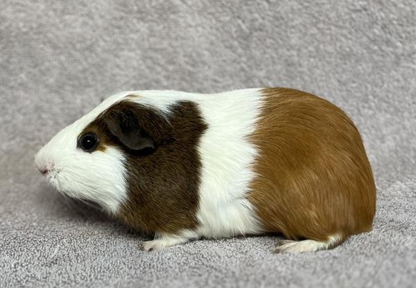 S'More, a Adoptable mixed breed in Monterey, CA image 3/6