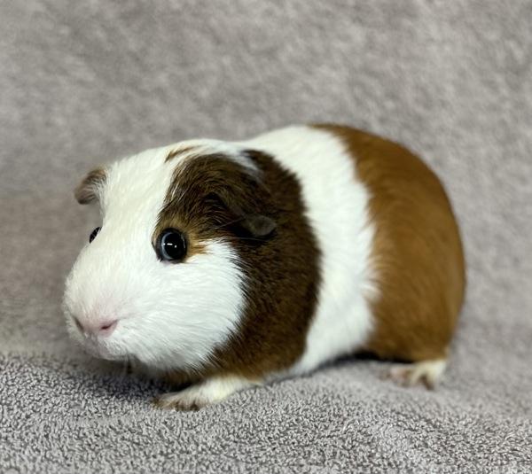 S'More, a Adoptable mixed breed in Monterey, CA image 4/6