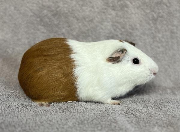 Enlarge S'More, a Adoptable mixed breed in Monterey, CA image 3/3