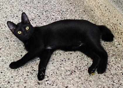 Lizzy, Adoptable, Young Female Domestic Short Hair & Domestic Short Hair.