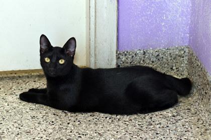 Lizzy, a Adoptable mixed breed in Baton Rouge, LA image 2/2