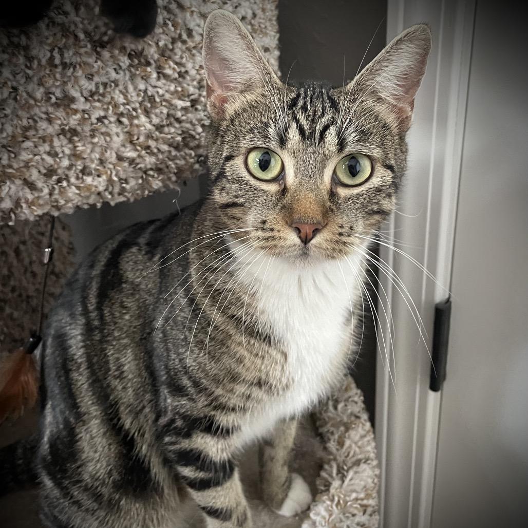 Sweetheart, Adoptable, Young Female Domestic Medium Hair.