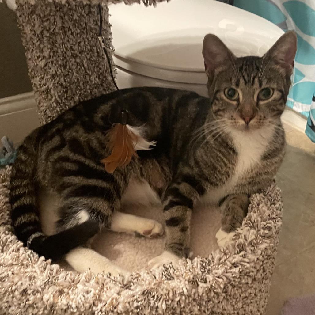 Enlarge Sweetheart, a Adoptable Domestic Medium Hair in Troy, IL image 2/2