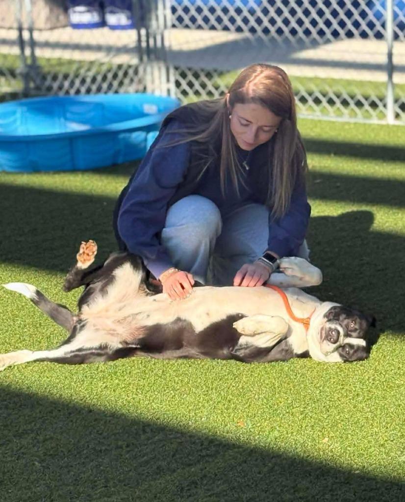 Hattie, Adoptable, Young Female Border Collie & Labrador Retriever.