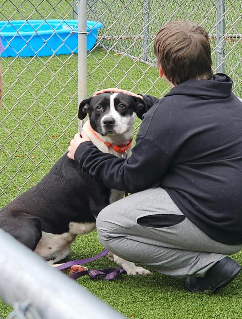Hattie, a Adoptable mixed breed in Hartsville, SC image 2/4