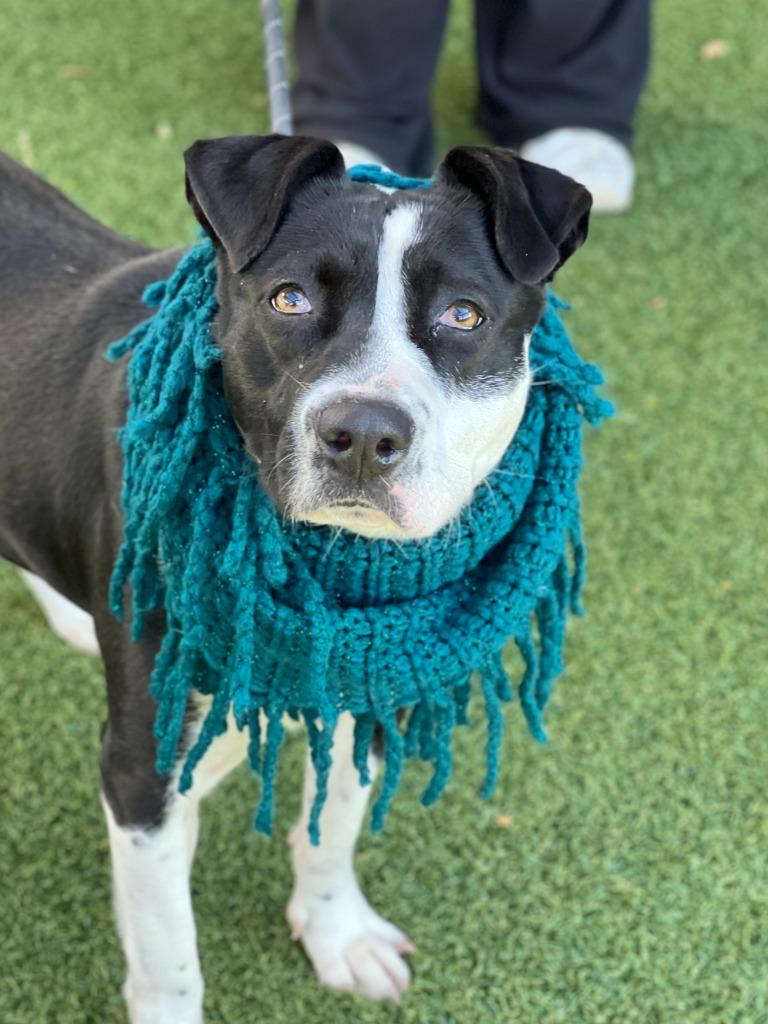 Enlarge Hattie, a Adoptable mixed breed in Hartsville, SC image 2/6