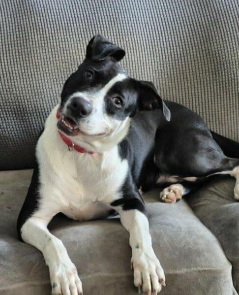 Hattie, Adoptable, Adult Female Border Collie & Labrador Retriever.
