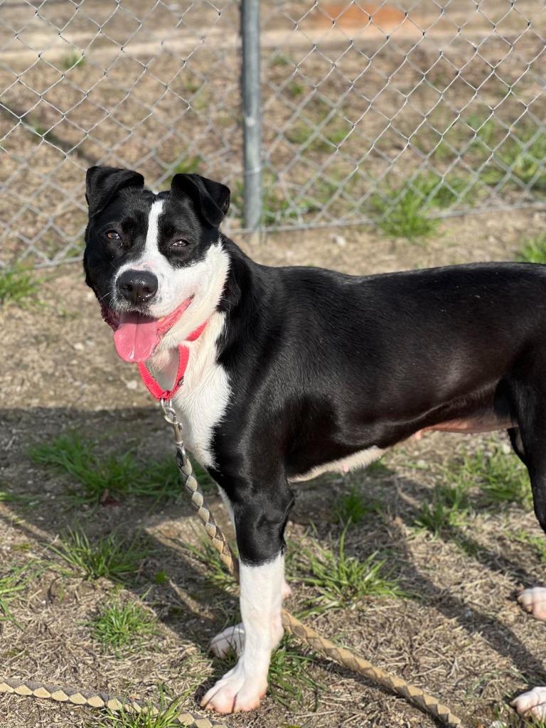 Enlarge Hattie, a Adoptable mixed breed in Hartsville, SC image 3/6