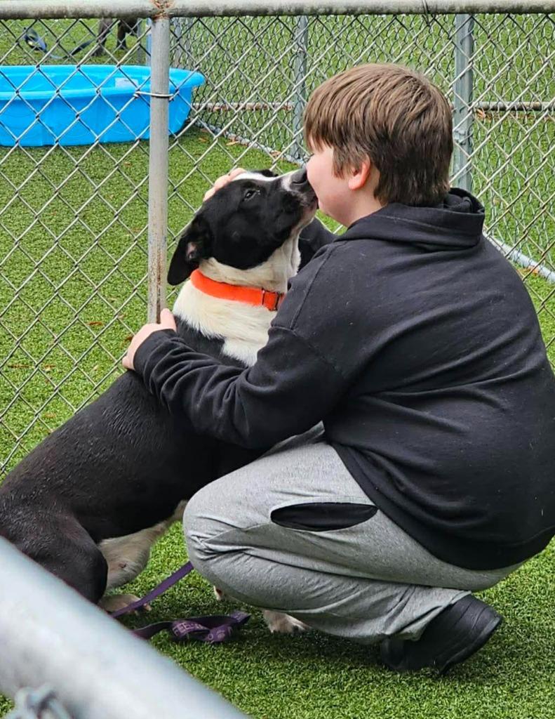 Enlarge Hattie, a Adoptable mixed breed in Hartsville, SC image 4/6