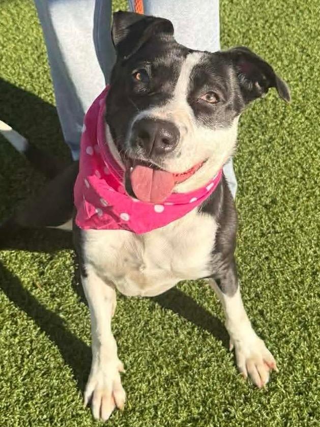 Enlarge Hattie, a Adoptable mixed breed in Hartsville, SC image 5/6