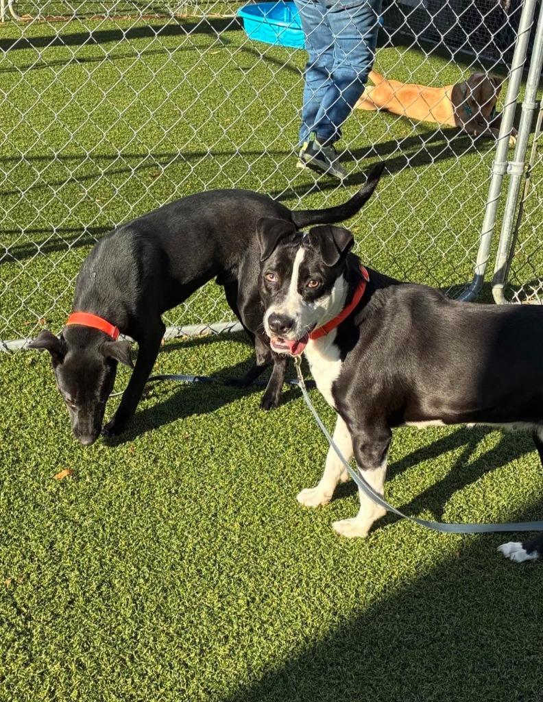 Enlarge Hattie, a Adoptable mixed breed in Hartsville, SC image 6/6