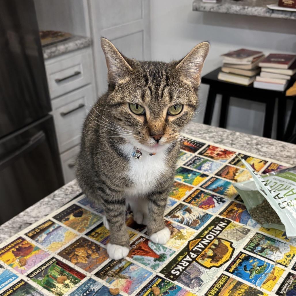 Juan (CeeCee), Adoptable, Adult Female Domestic Short Hair.