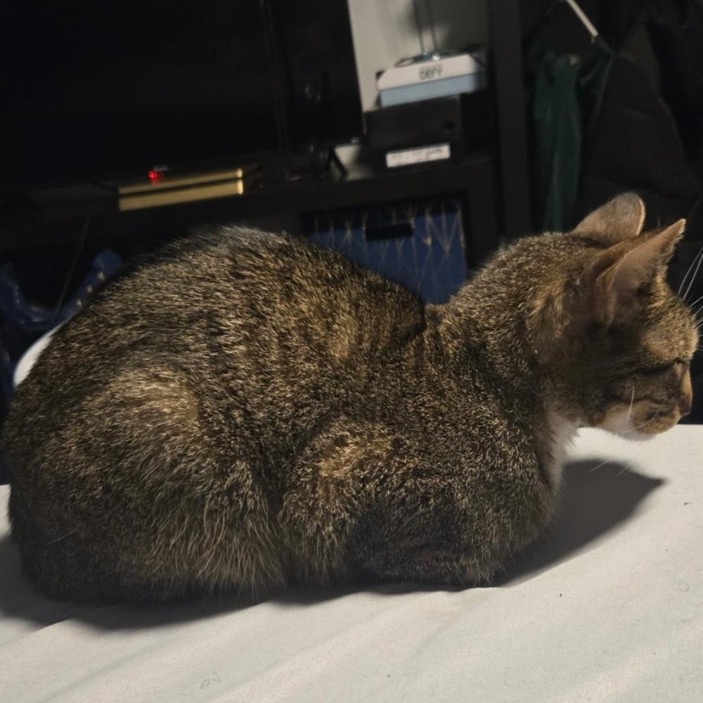 Juan (CeeCee), Adoptable, Adult Female Domestic Short Hair.