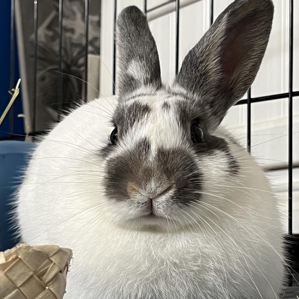 Pizzelle, Adoptable, Young Female Bunny Rabbit.