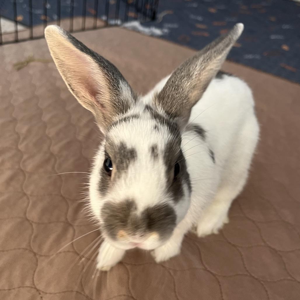 Enlarge Pizzelle, a Adoptable Bunny Rabbit in Newport, PA image 2/3