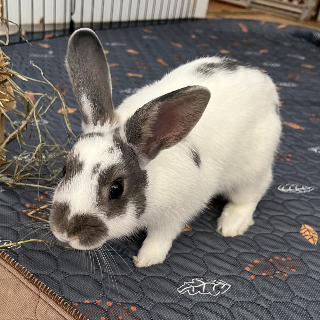 Enlarge Pizzelle, a Adoptable Bunny Rabbit in Newport, PA image 3/3