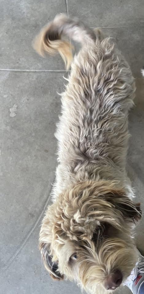 Enlarge Strudel, a Adopted mixed breed in Fresno, CA image 4/6