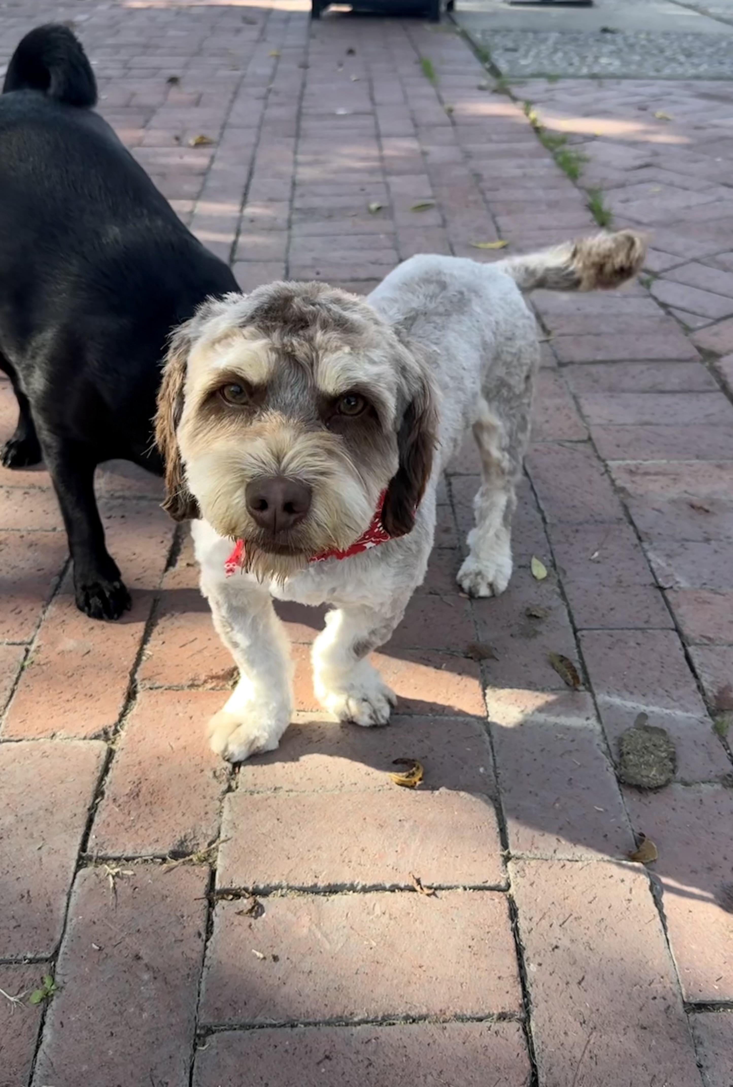 Strudel, Adopted, Young Male Cockapoo & Havanese.