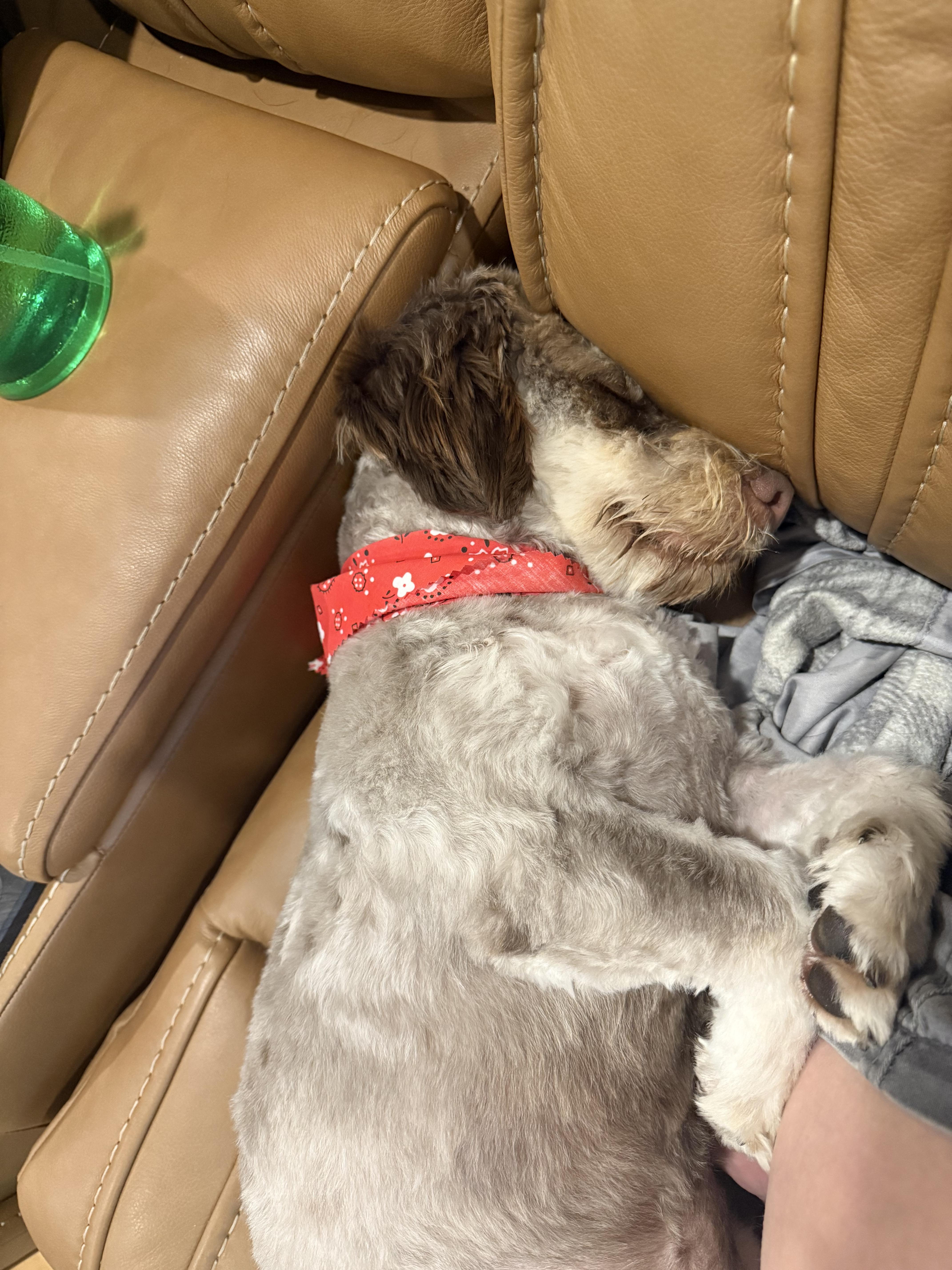 Enlarge Strudel, a Adopted mixed breed in Fresno, CA image 2/6