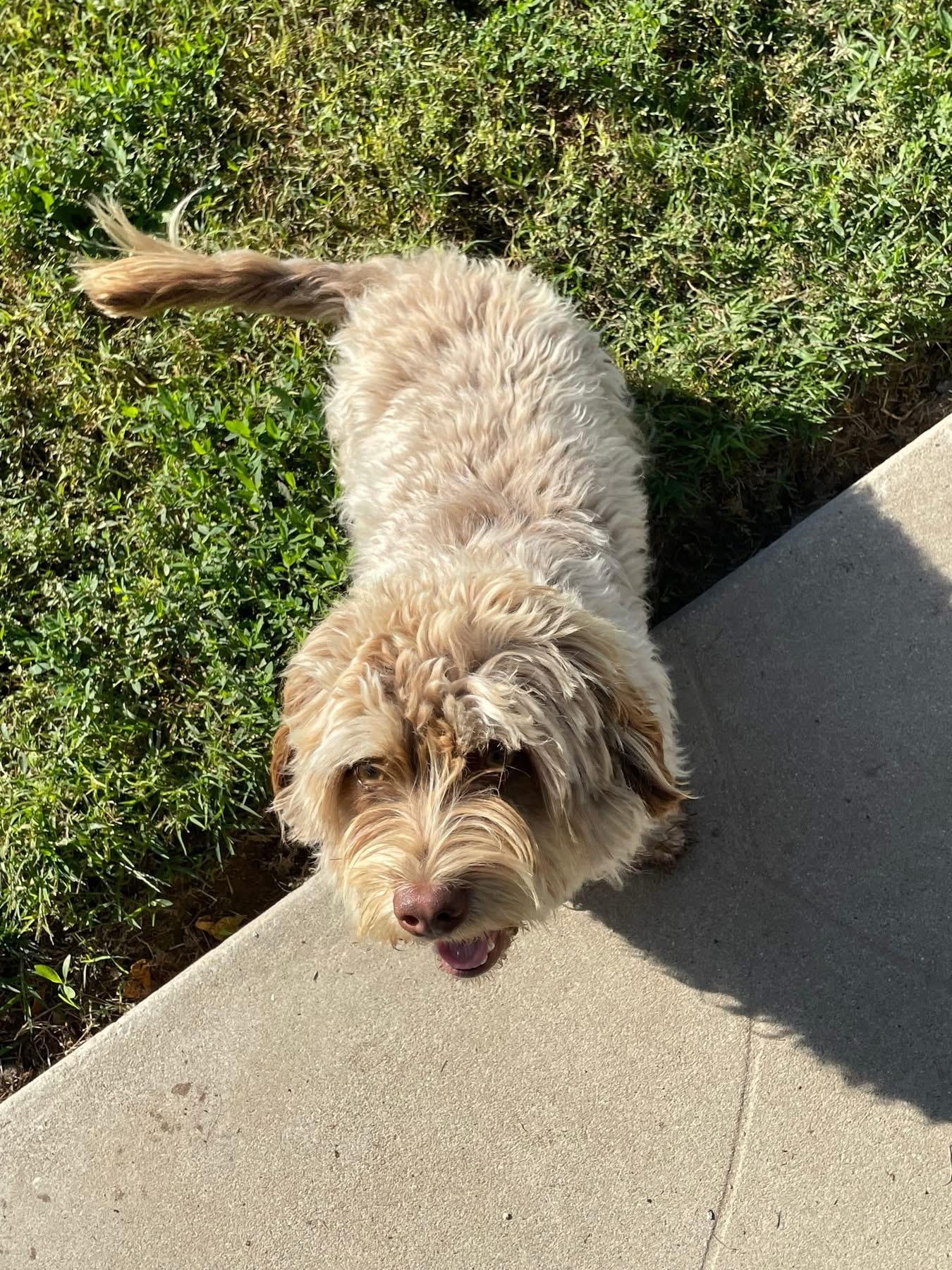 Enlarge Strudel, a Adopted mixed breed in Fresno, CA image 5/6