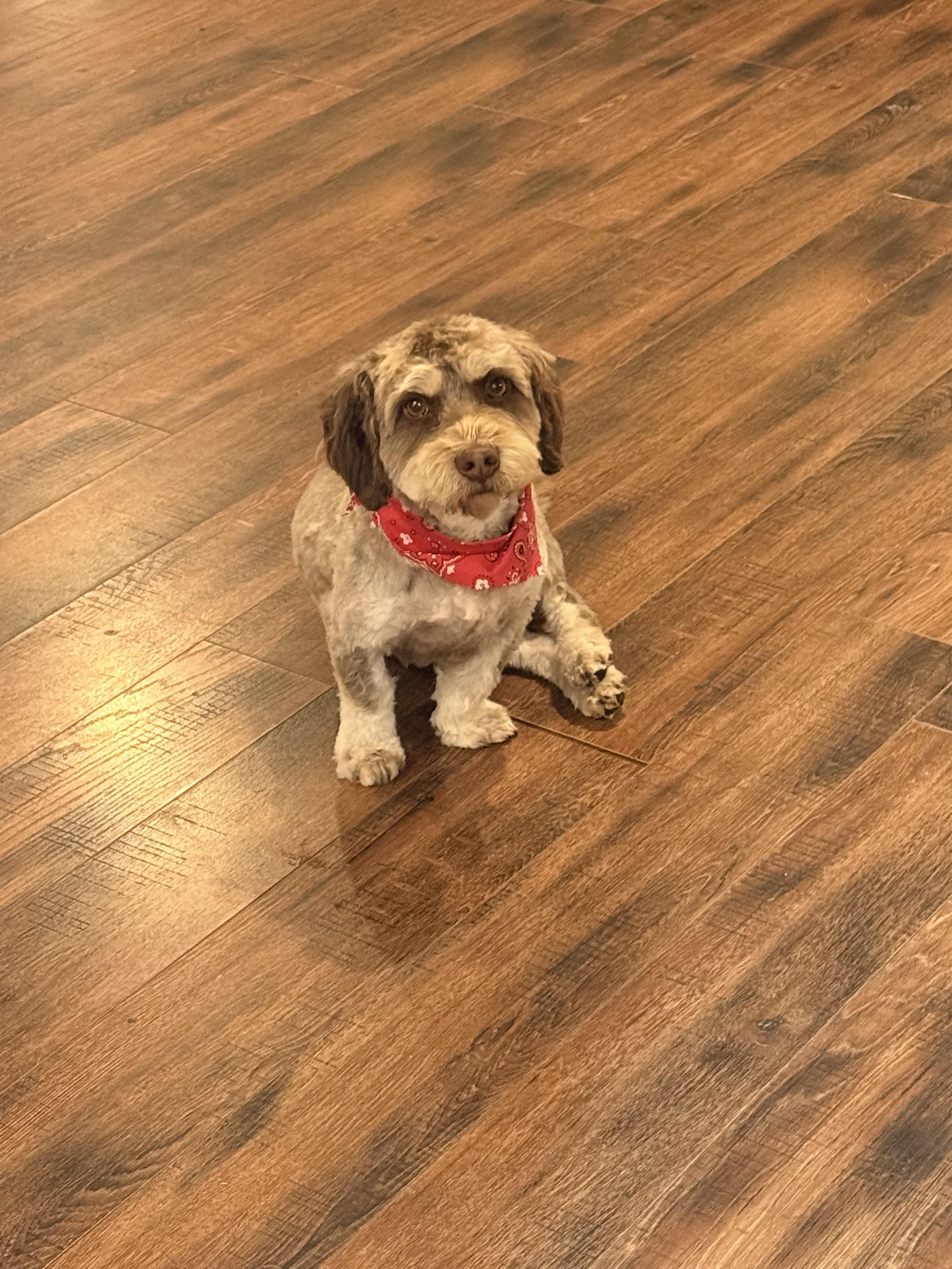 Enlarge Strudel, a Adopted mixed breed in Fresno, CA image 3/6